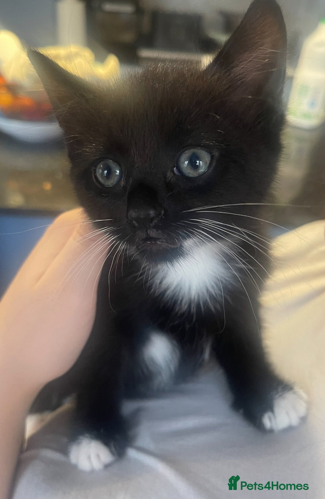 Turkish Angora cats for sale: Kittens (Turkish Angora (m) + Tabby (f)) - Image 2
