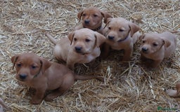 Labrador Retriever dogs for sale: KC Registered Fox Red & Yellow Labradors - Image 5