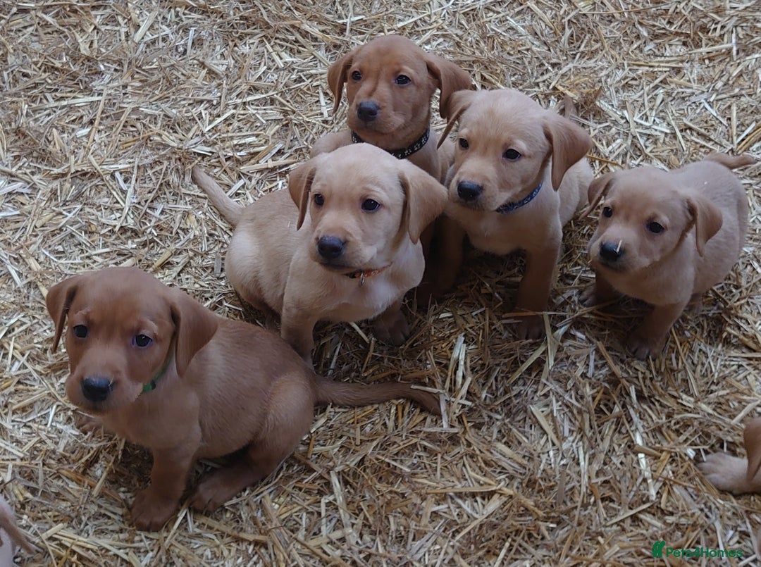 Labrador Retriever dogs for sale: KC Registered Fox Red & Yellow Labradors - Image 5