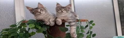 Maine Coon cats for sale: Stunning Maine coon kittens  - Advert 18