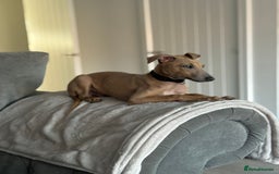 Italian Greyhound dogs for sale: Italian greyhound male  - Image 3