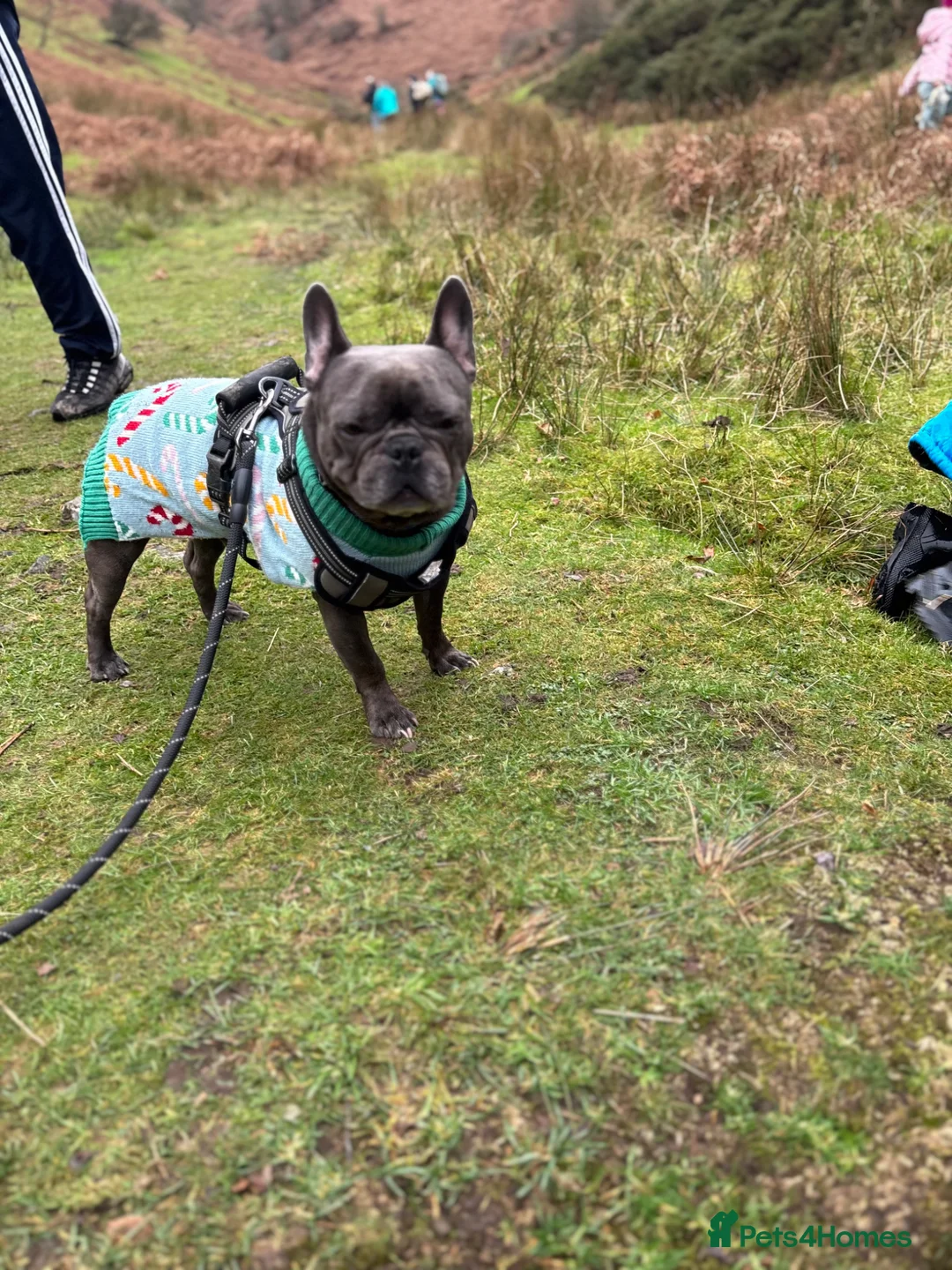 French Bulldog dogs for sale: 4 year old French bulldog dog in Kidderminster - Advert 2