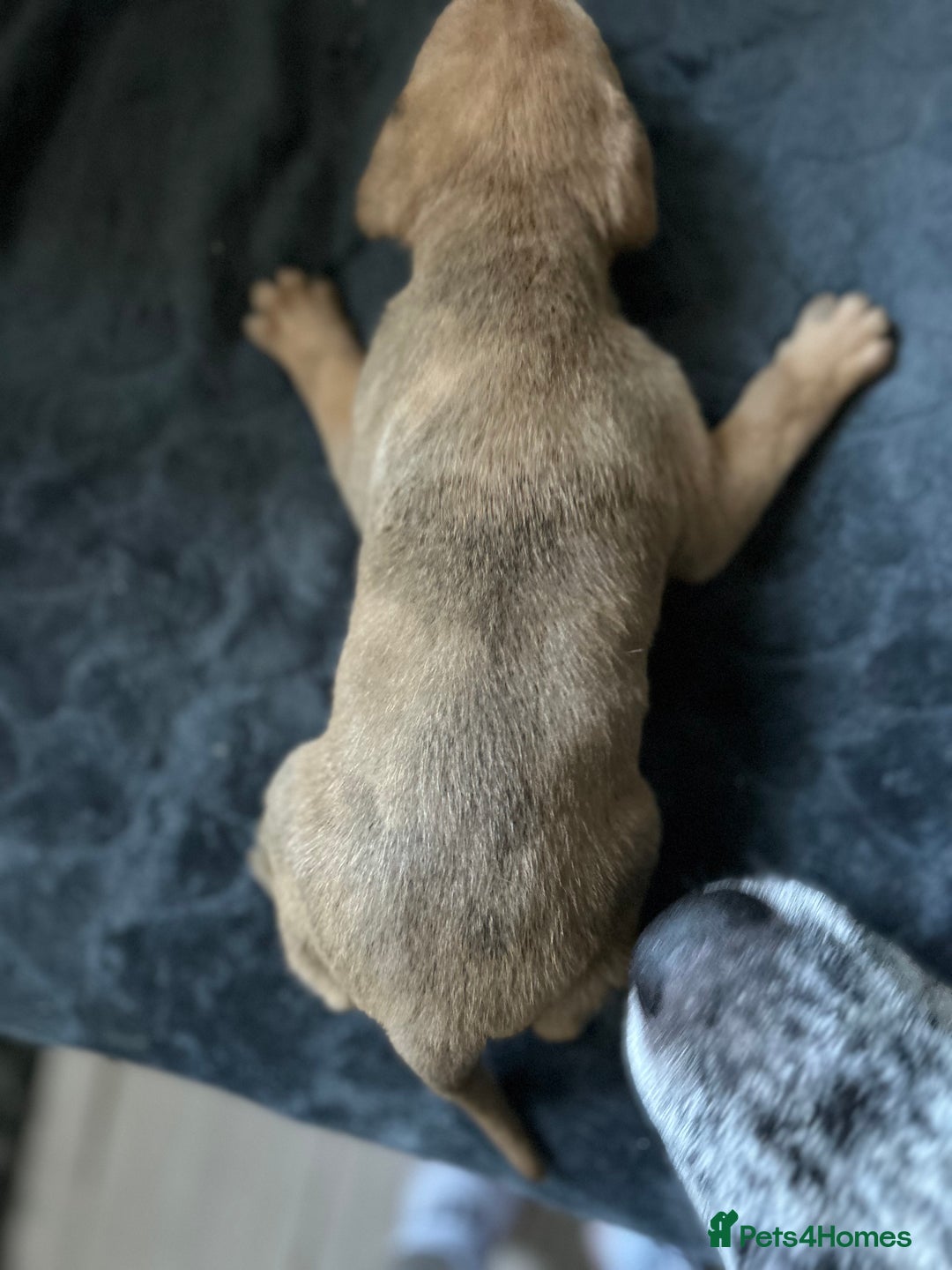 Mixed Breed dogs for sale: Mix breed Staff  - Advert 8