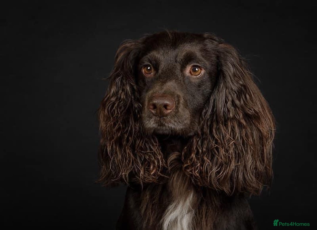 Cocker Spaniel dogs for sale: Working Cocker Spaniel Puppies - Image 7