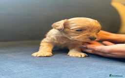 Cockapoo dogs for sale: Cockapoo F2 beautiful puppies  - Image 9