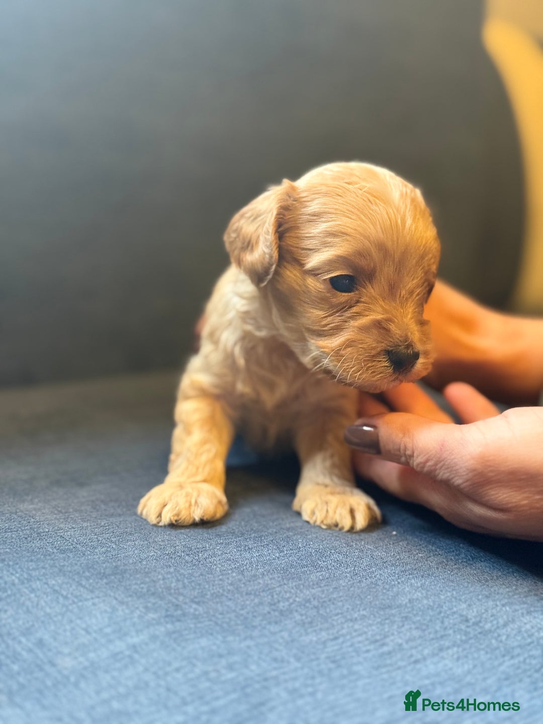 Cockapoo dogs for sale: Cockapoo F2 beautiful puppies  - Image 9