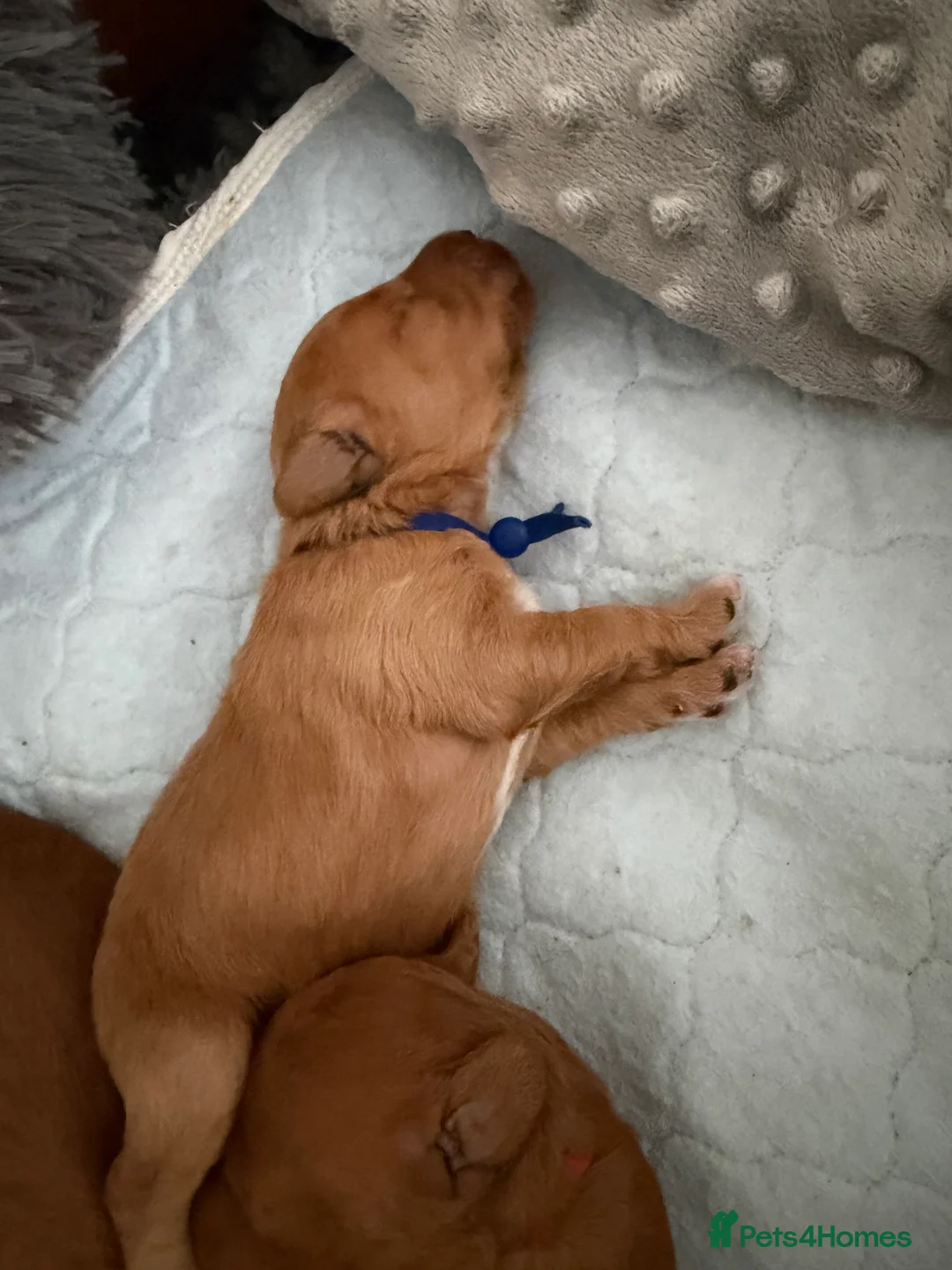 Australian Labradoodle dogs for sale: Australian Labradoodle puppies  - Advert 5