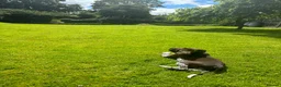 German Shorthaired Pointer dogs for sale: KC Registered German Shorthaired Pointer Puppies - Advert 16