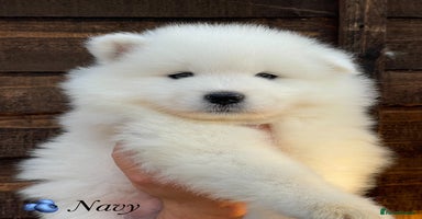 Samoyed dogs - Advert 1