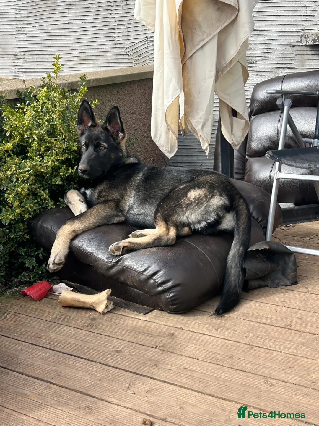 Mixed Breed dogs for sale: 7 month old pup  - Advert 4