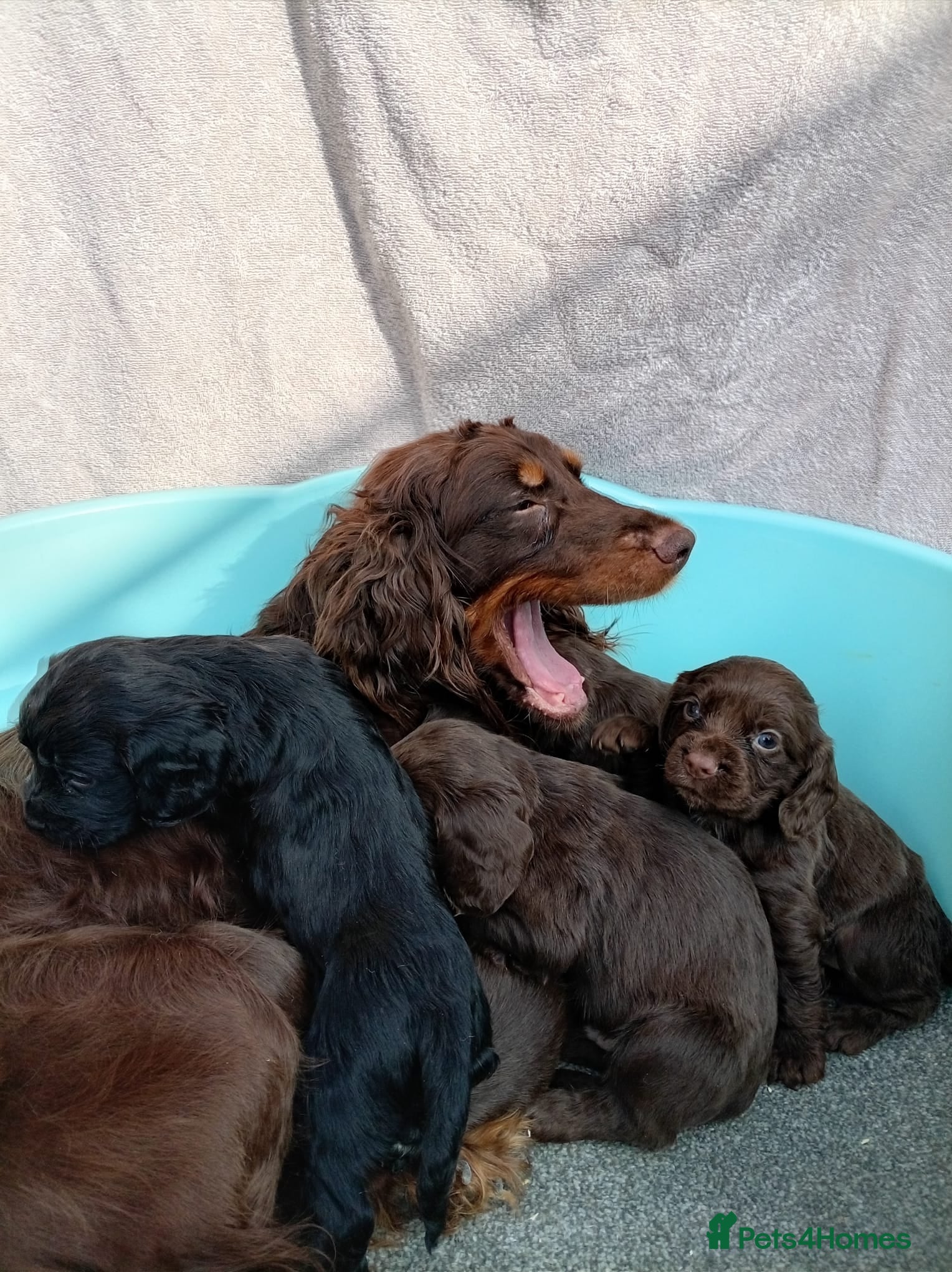 Cocker Spaniel dogs DNA tested cocker spaniels - Advert 1