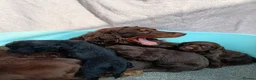 Cocker Spaniel dogs for sale: DNA tested cocker spaniels - Advert 11