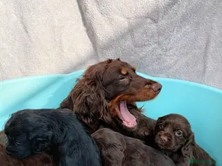 Cocker Spaniel dogs DNA tested cocker spaniels - Advert 1