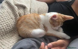 British Shorthair cats for sale: Male ginger and white kitten - Image 1