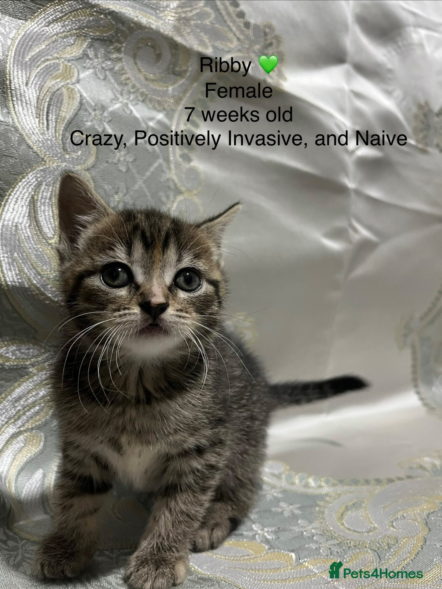 Mixed Breed cats 2 Gorgeous N Friendly Female Kittens - Advert 1