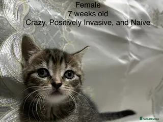 Mixed Breed cats 2 Gorgeous N Friendly Female Kittens - Advert 8