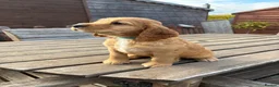 Cocker Spaniel dogs for stud: PROVEN / Health test - Kc red working cocker stud - Advert 8