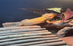 Bearded Dragon reptiles for sale: Bearded Dragon + Large Vivarium & Full Setup - Image 6