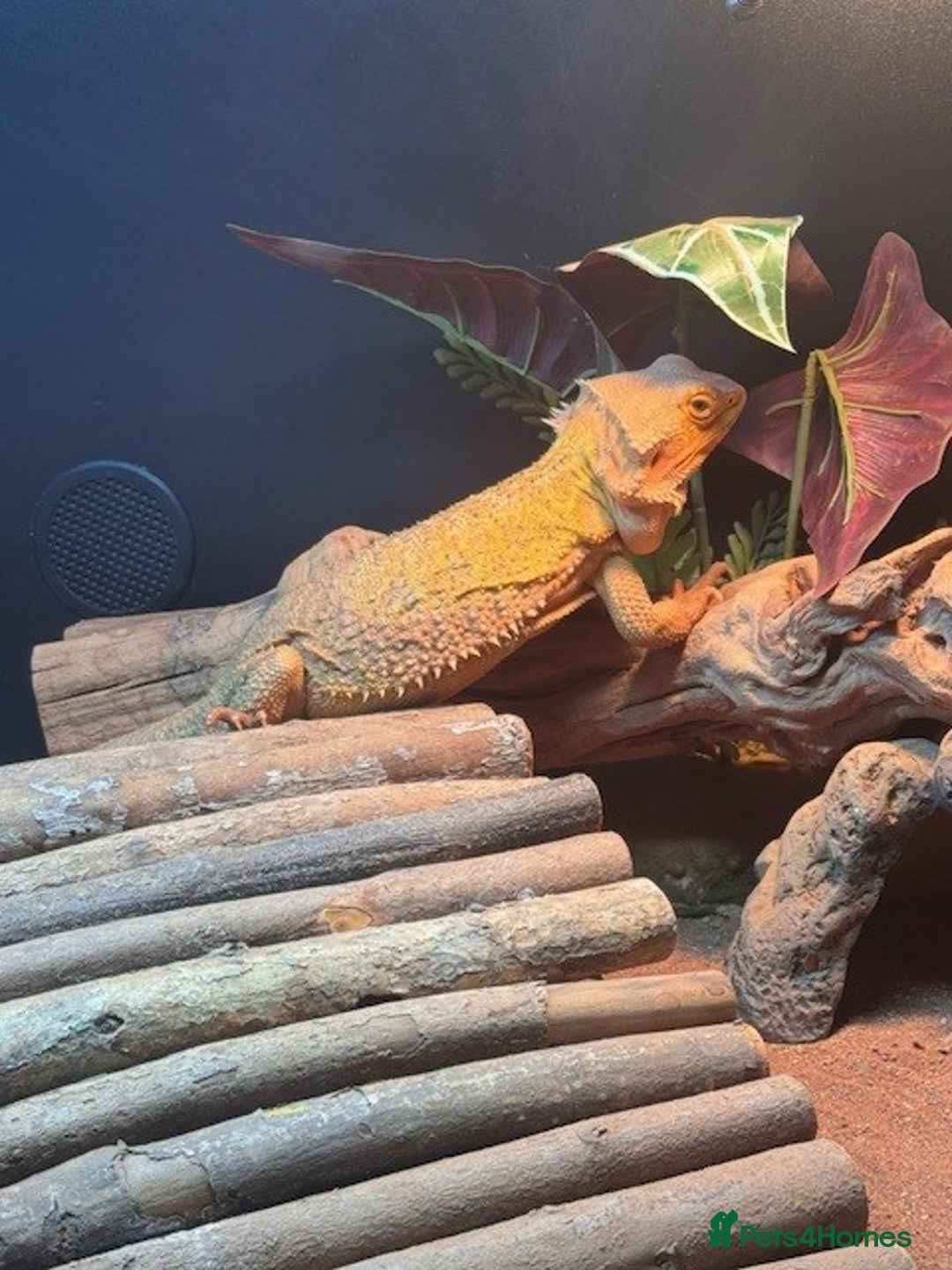 Bearded Dragon reptiles for sale: Bearded Dragon + Large Vivarium & Full Setup - Image 6