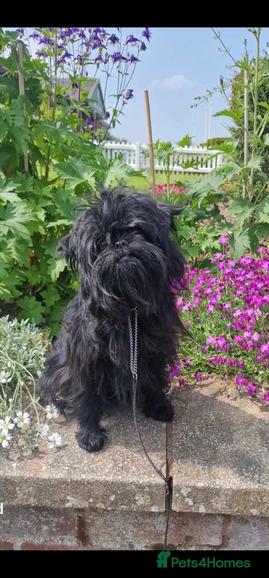 Affenpinscher dogs AFFENPINCHER PUPPIES - 2 beautiful male puppies - Advert 1