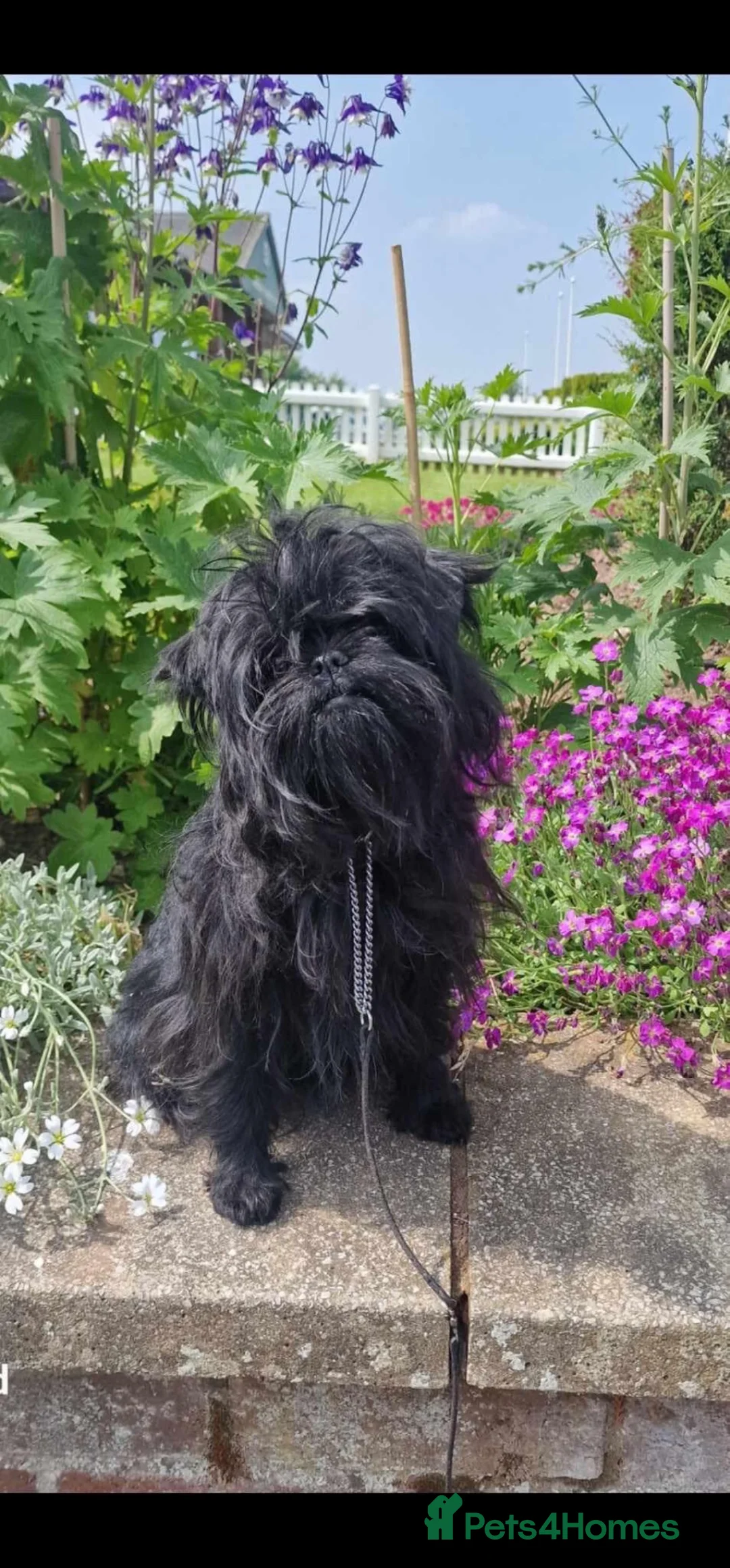 Affenpinscher dogs for sale: AFFENPINCHER PUPPIES - 2 beautiful male puppies in Castle Douglas - Advert 1