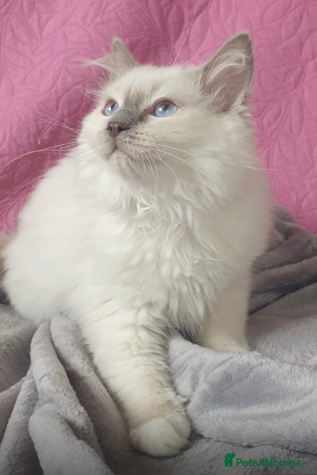 Ragdoll cats for sale: Stunning Lilac Mitted Ragdoll.  Affectionate ❤️ - Image 3