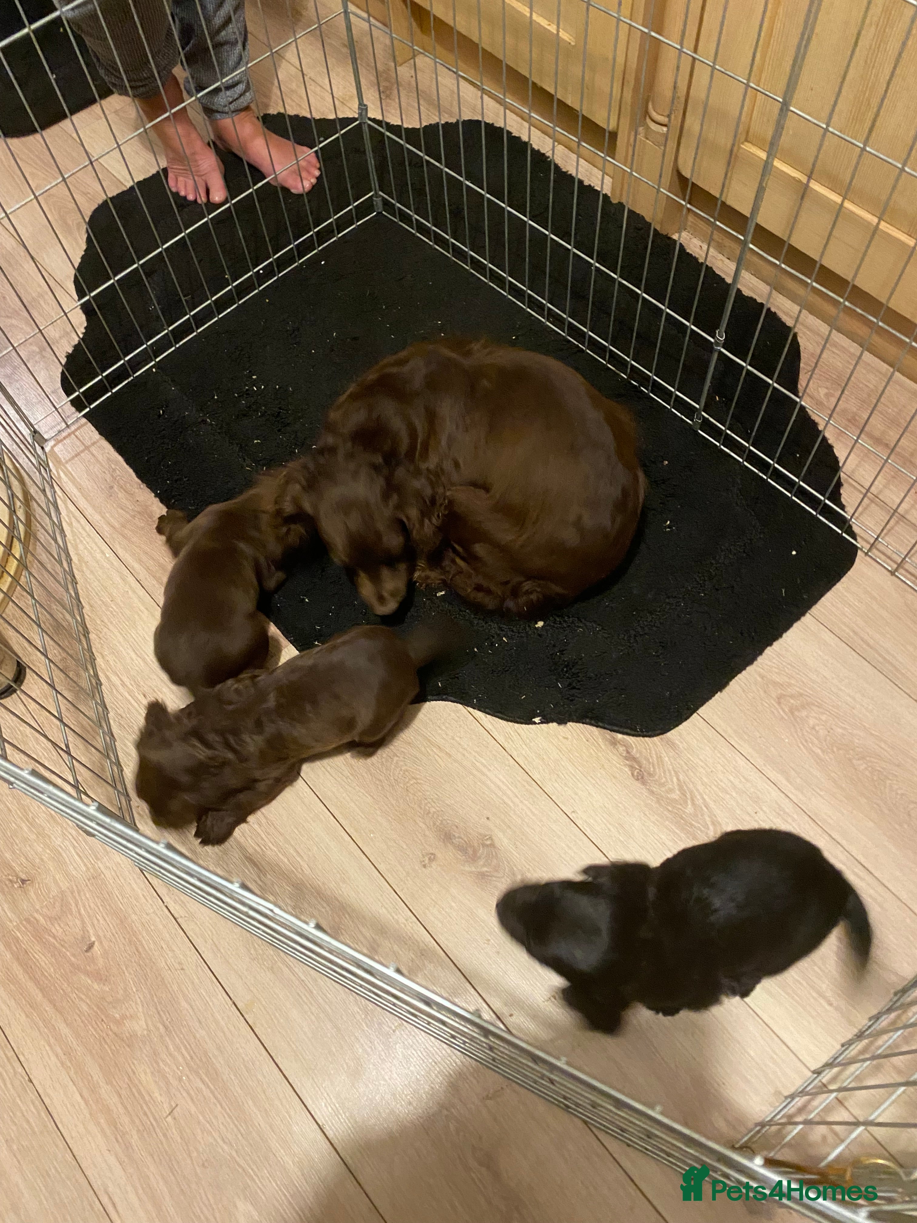 Cocker Spaniel dogs Quality kc working puppies  - Advert 2