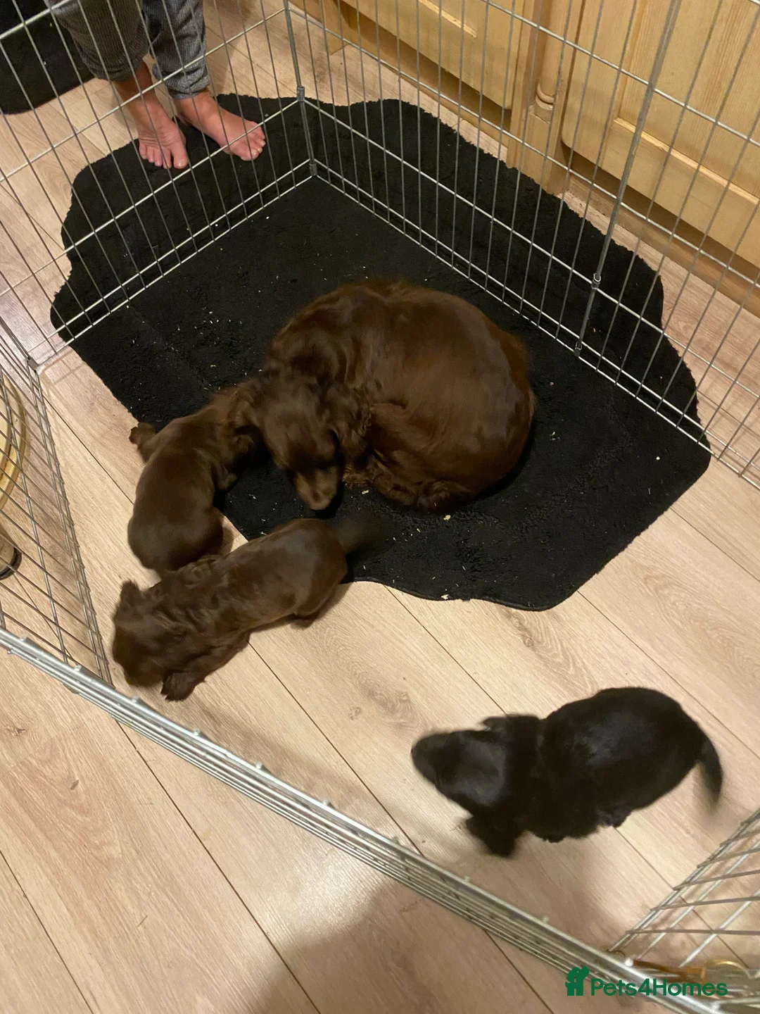 Cocker Spaniel dogs for sale: Quality kc working puppies  - Advert 1