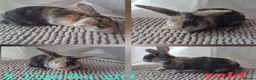 Mixed Breed rabbits for sale: Cute Harlequin Rex x Lop bunnies - Advert 20