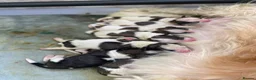 Zuchon dogs for sale: Zuchon puppies for sale in Great Yarmouth - Advert 4