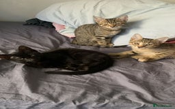 Domestic Shorthair cats for sale: Cute Black Kitten! - Image 7