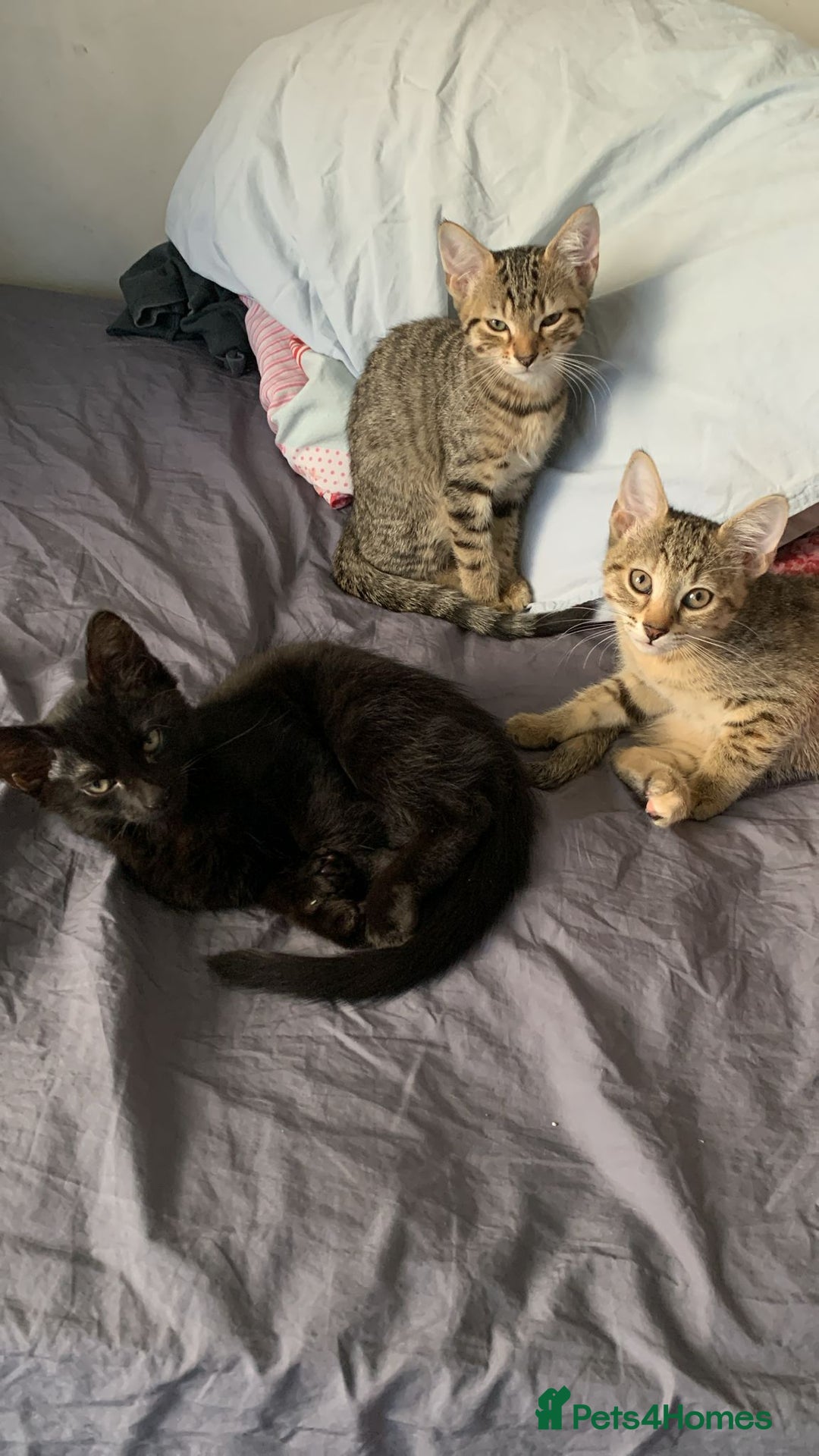 Domestic Shorthair cats for sale: Cute Black Kitten! - Image 7