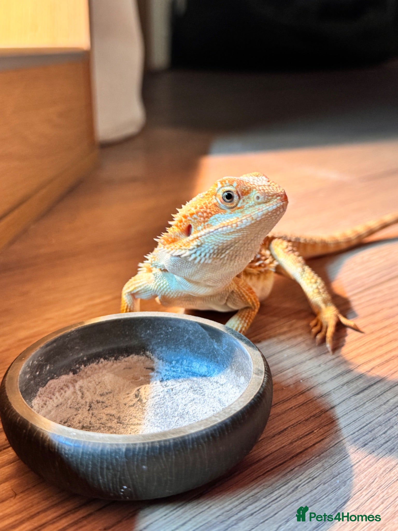 Bearded Dragon reptiles 7 Month Old Bearded Dragon & Full Set Up - Advert 1