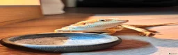 Bearded Dragon reptiles for sale: 7 Month Old Bearded Dragon & Full Set Up - Advert 1