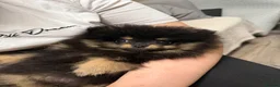 Pomeranian dogs for sale: Black & tan Pomeranian puppies 1 GIRL  - Advert 5