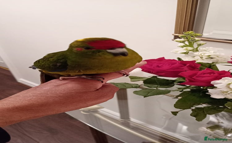 Parakeets birds - Advert 12