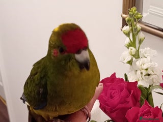 Parakeets birds - Advert 14