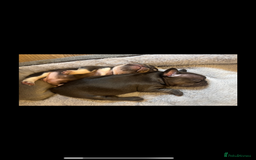 French Bulldog dogs for sale: REDUCED - FINAL 3 FRENCH BULLDOG PUPPIES - Advert 9