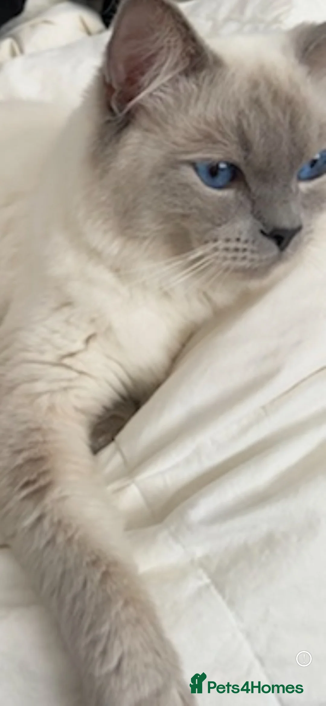 Ragdoll cats for stud: Pedigree Ragdoll for stud duty  in Worcester - Advert 2