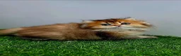 British Shorthair cats for sale: Golden longhair/shorthair kittens - Advert 2