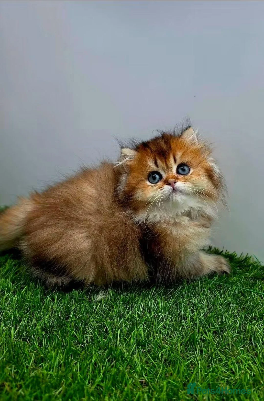 British Shorthair cats for sale: Golden longhair/shorthair kittens - Advert 2