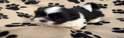 Shih Tzu dogs for sale: Beautiful Home reared Shih Tzu Puppies - Advert 13
