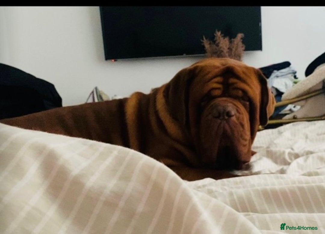 Dogue De Bordeaux dogs for sale: REDUCED Stunning litter of puppies  - Image 11