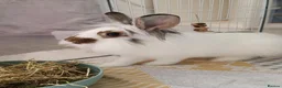 Mixed Breed rabbits for sale: Young neutered male looking for loving home - Advert 5