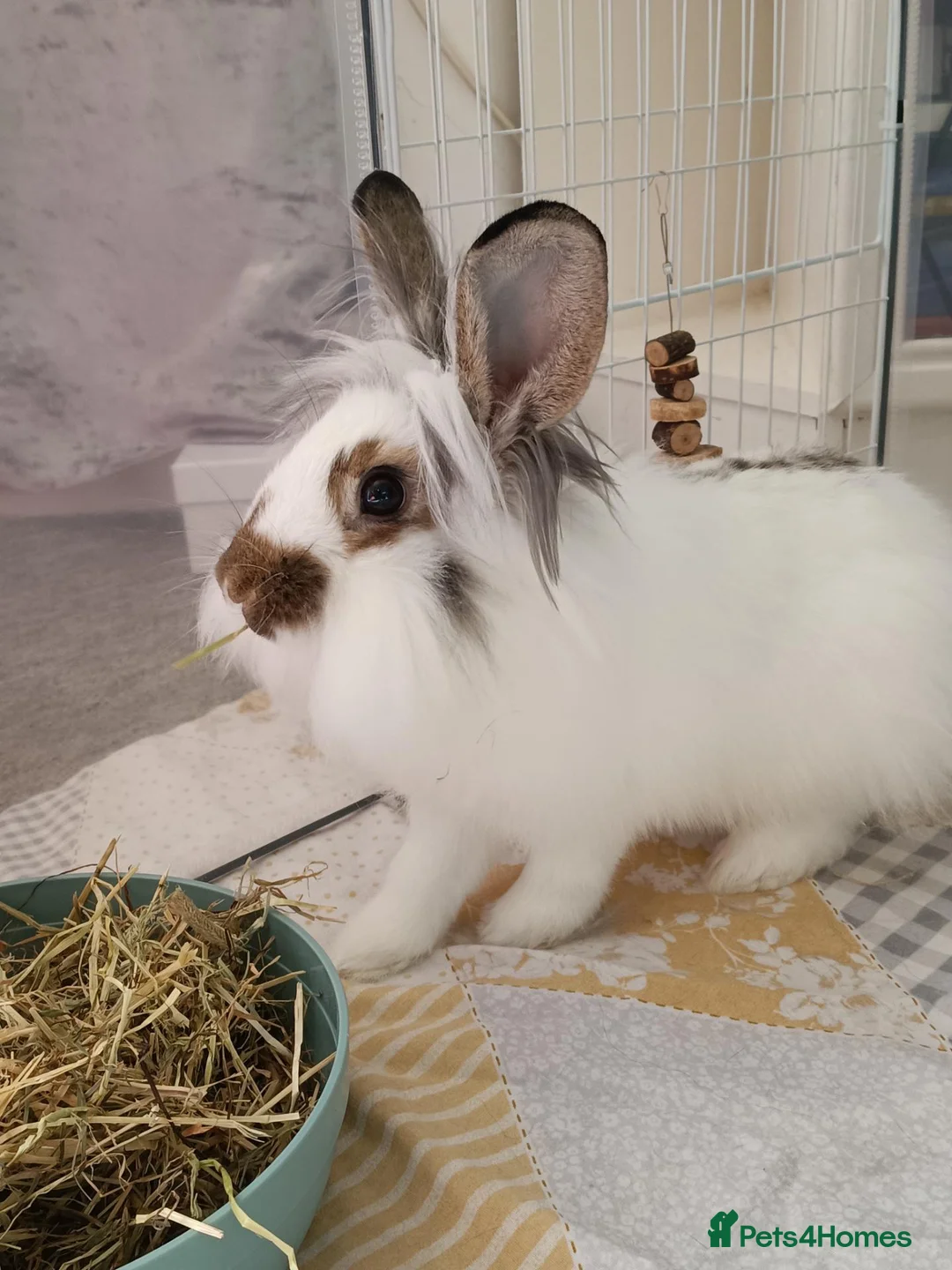 Mixed Breed rabbits for sale: Young neutered male looking for loving home - Advert 5