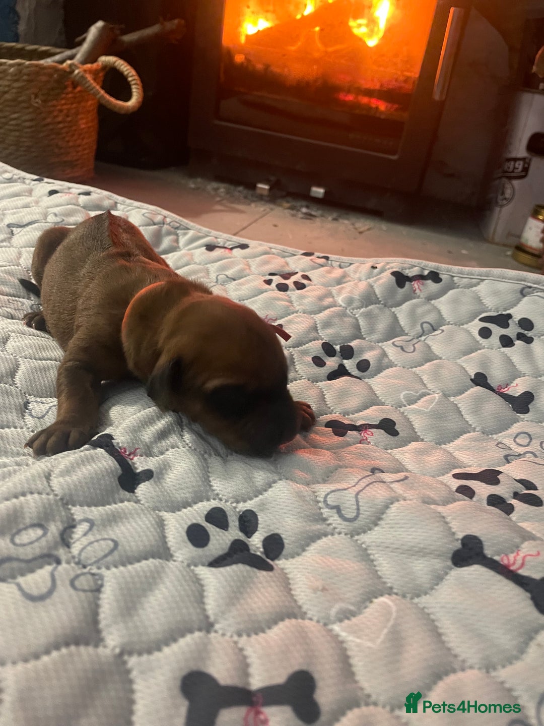 Rhodesian Ridgeback dogs for sale: Beautiful Rhodesian Ridgeback pups - Advert 11