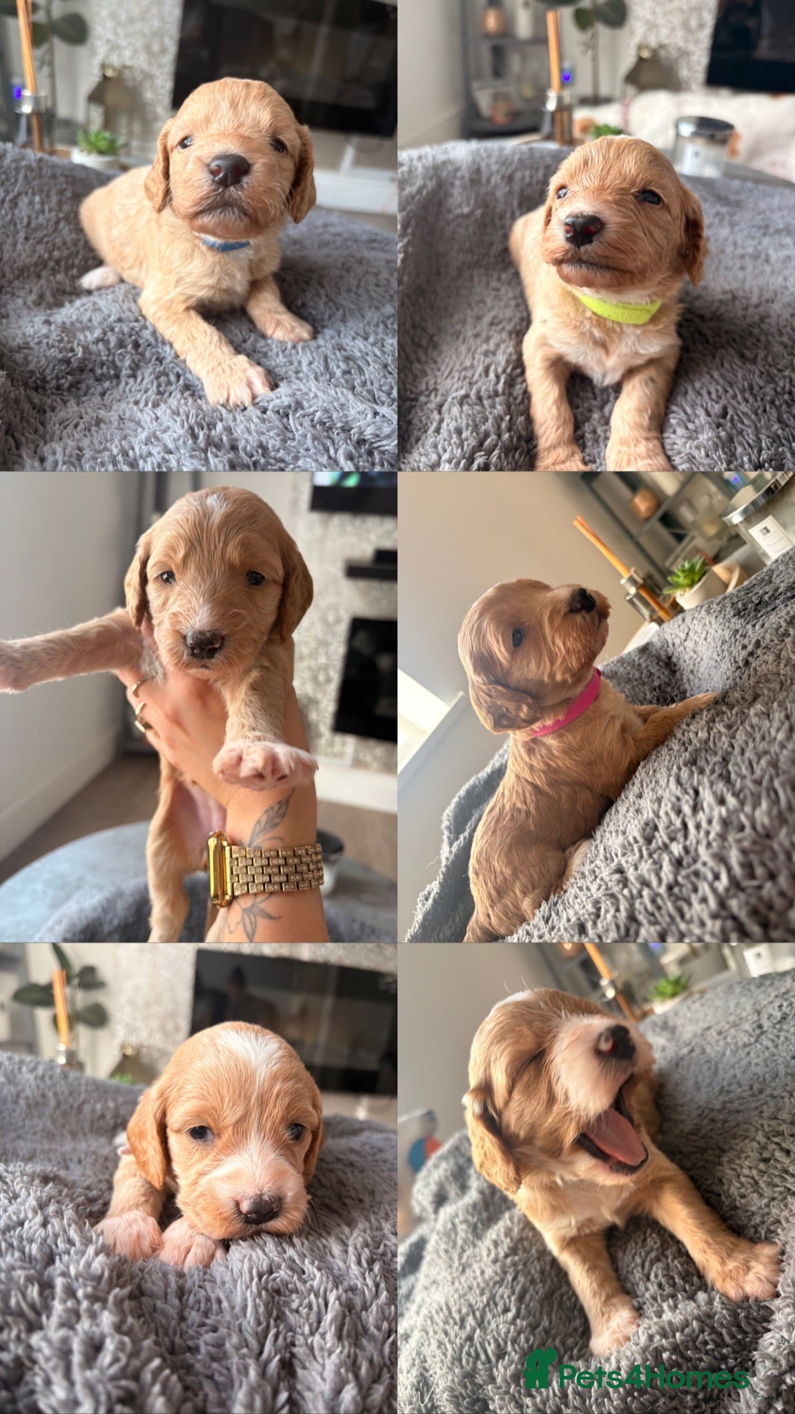 Sproodle dogs Beautiful Sprockerpoo pups 🐶  - Advert 5