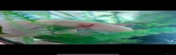 Axolotl reptiles for sale: Adult Axolotl and full setup  - Advert 1