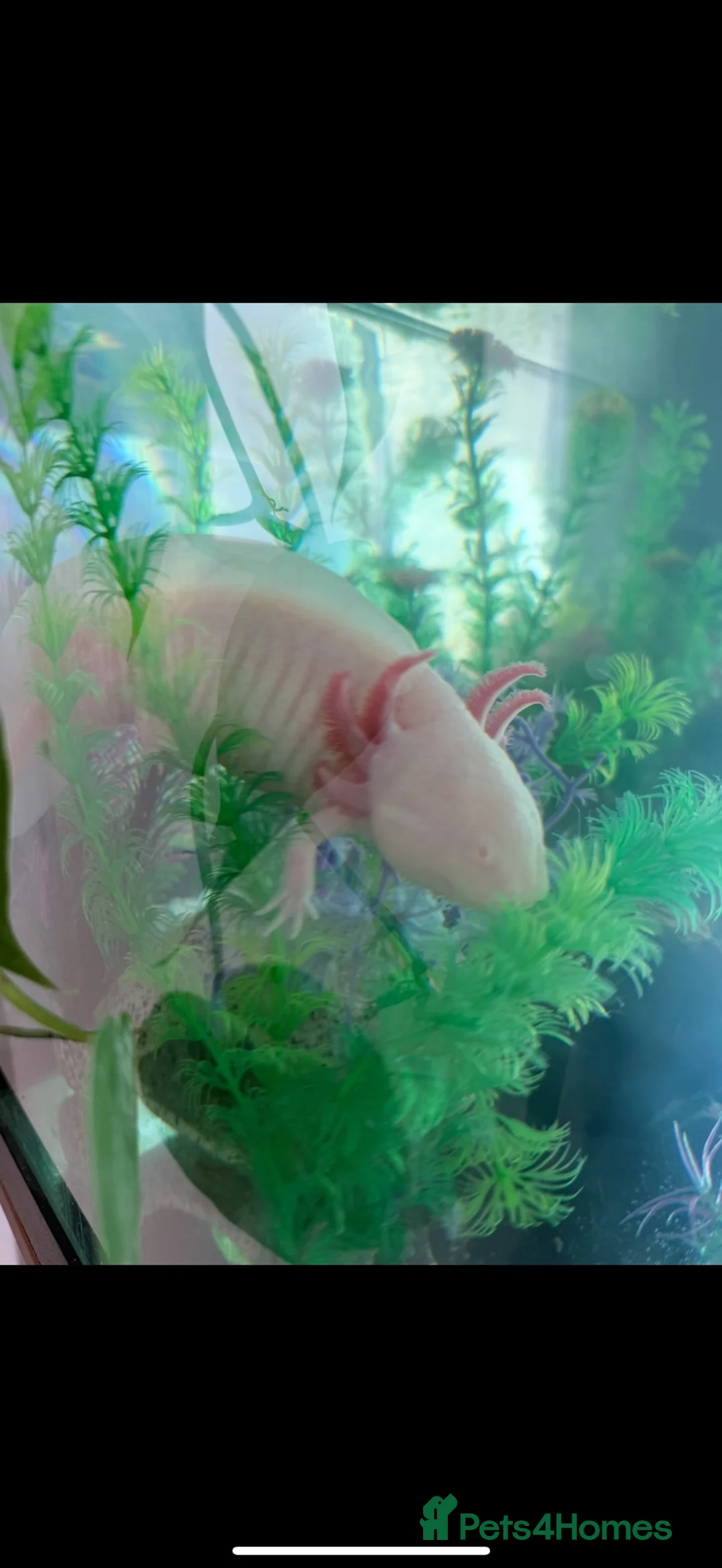 Axolotl reptiles for sale: Adult Axolotl and full setup  - Advert 1