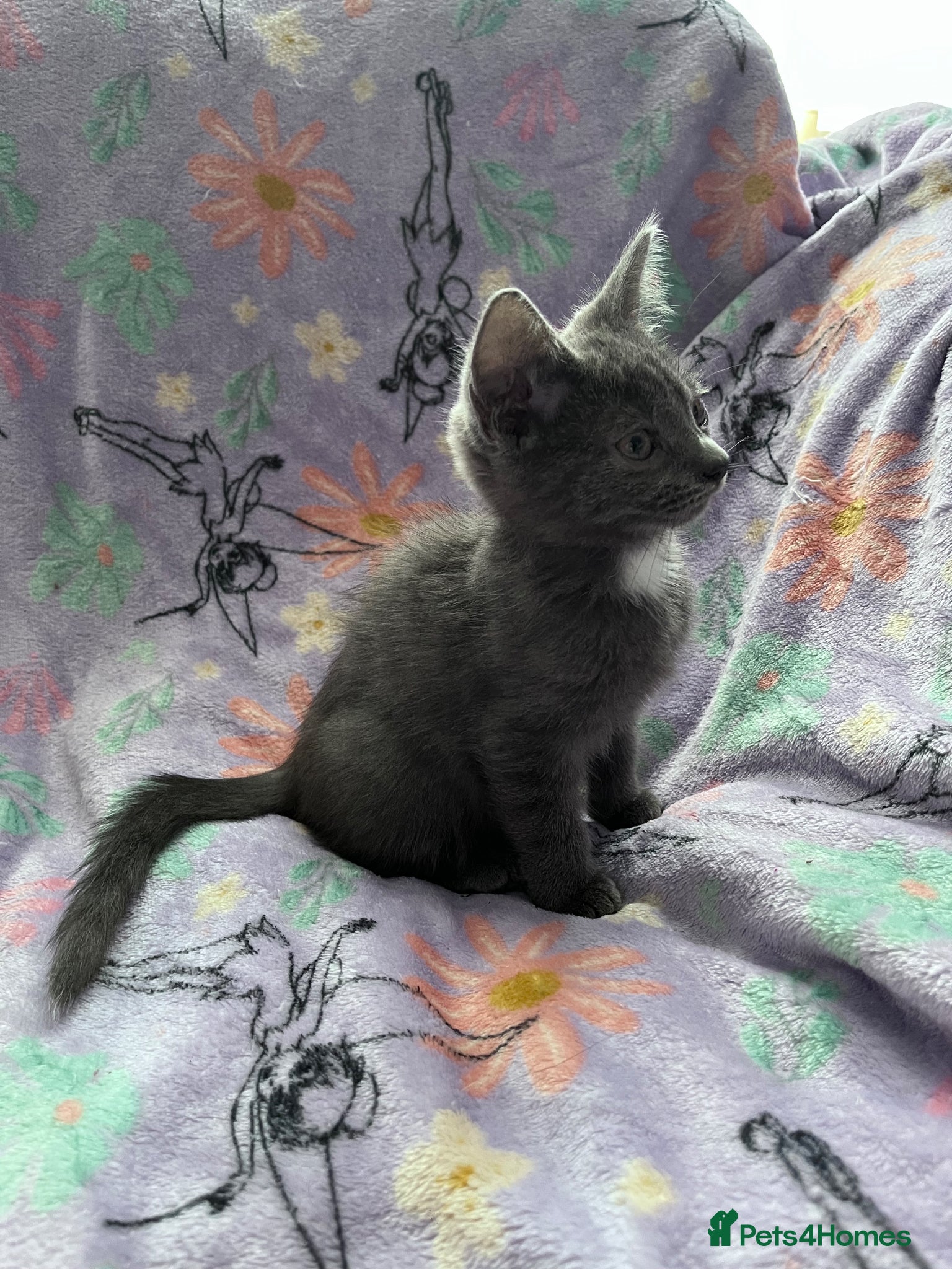 Russian Blue cats for sale: Female Blue Kitten  - Advert 3
